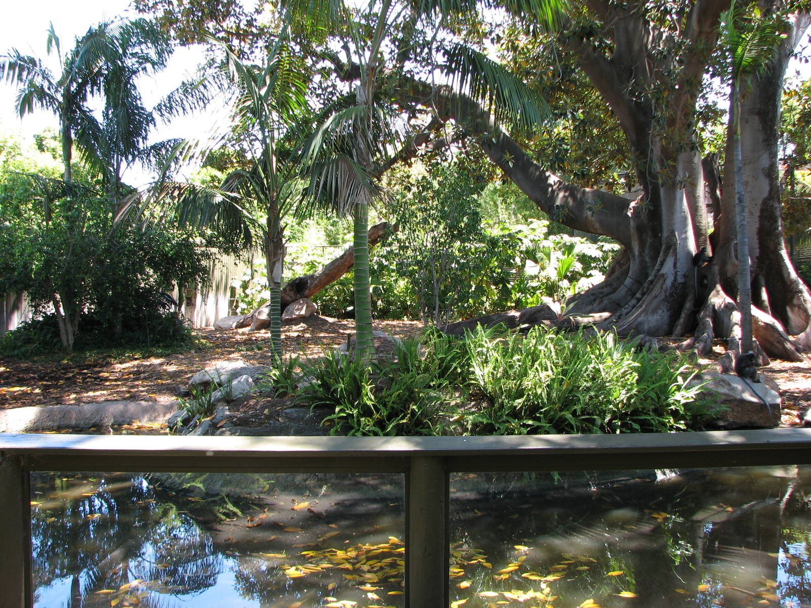Adelaide Zoo 2008 - Part of the fine Malayan Tapir exhibit
