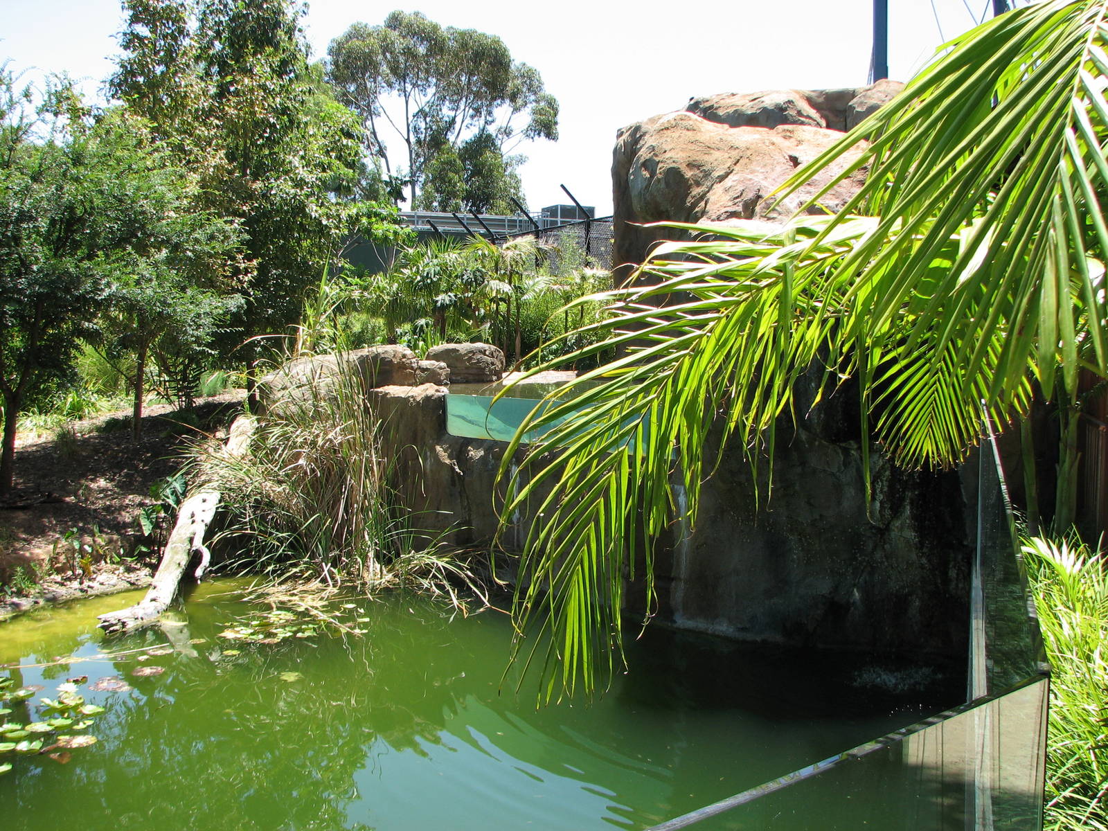Adelaide Zoo 2008 - Pond in the Sumatran Tiger exhibit