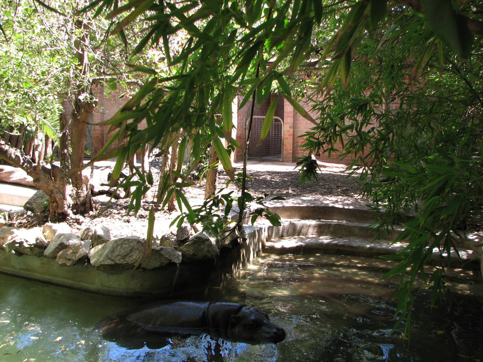 Adelaide Zoo 2008 - Pygmy Hippopotamus in the shade