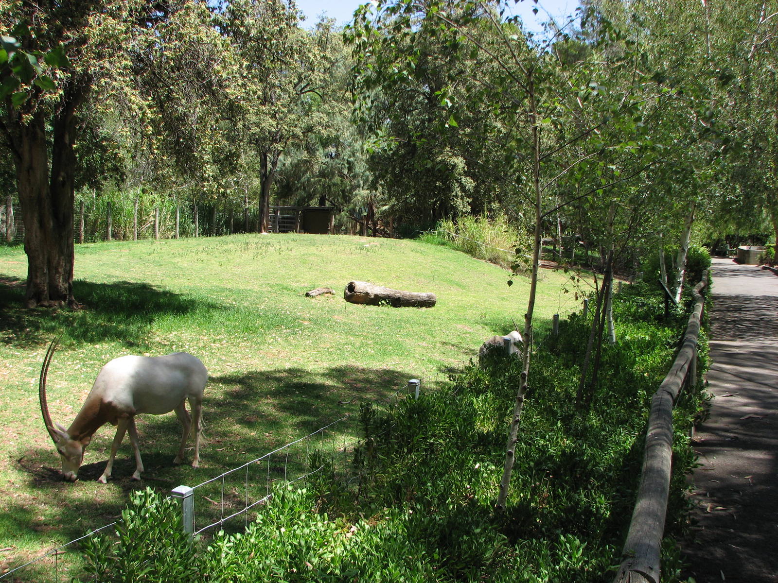 Adelaide Zoo 2008 - Scimitar-Horned Oryx exhibit