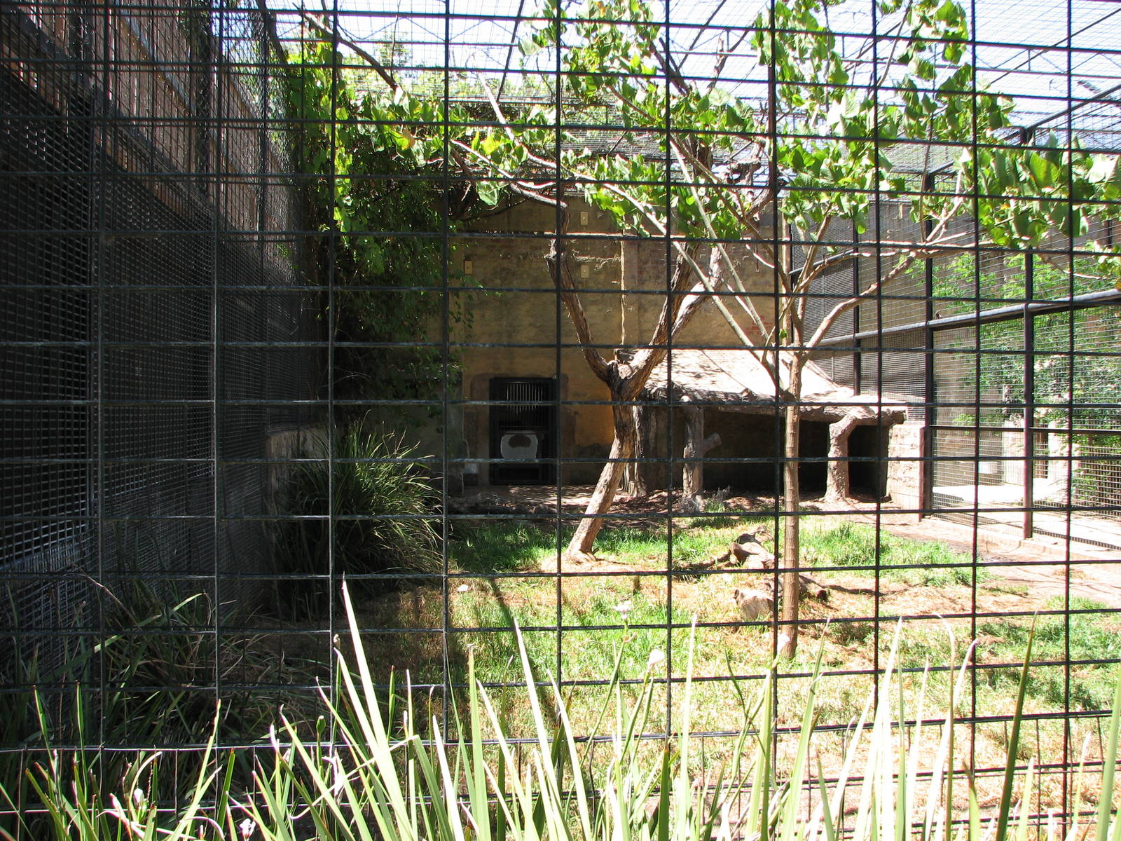 Adelaide Zoo 2008 - Side enclosure for African Lions