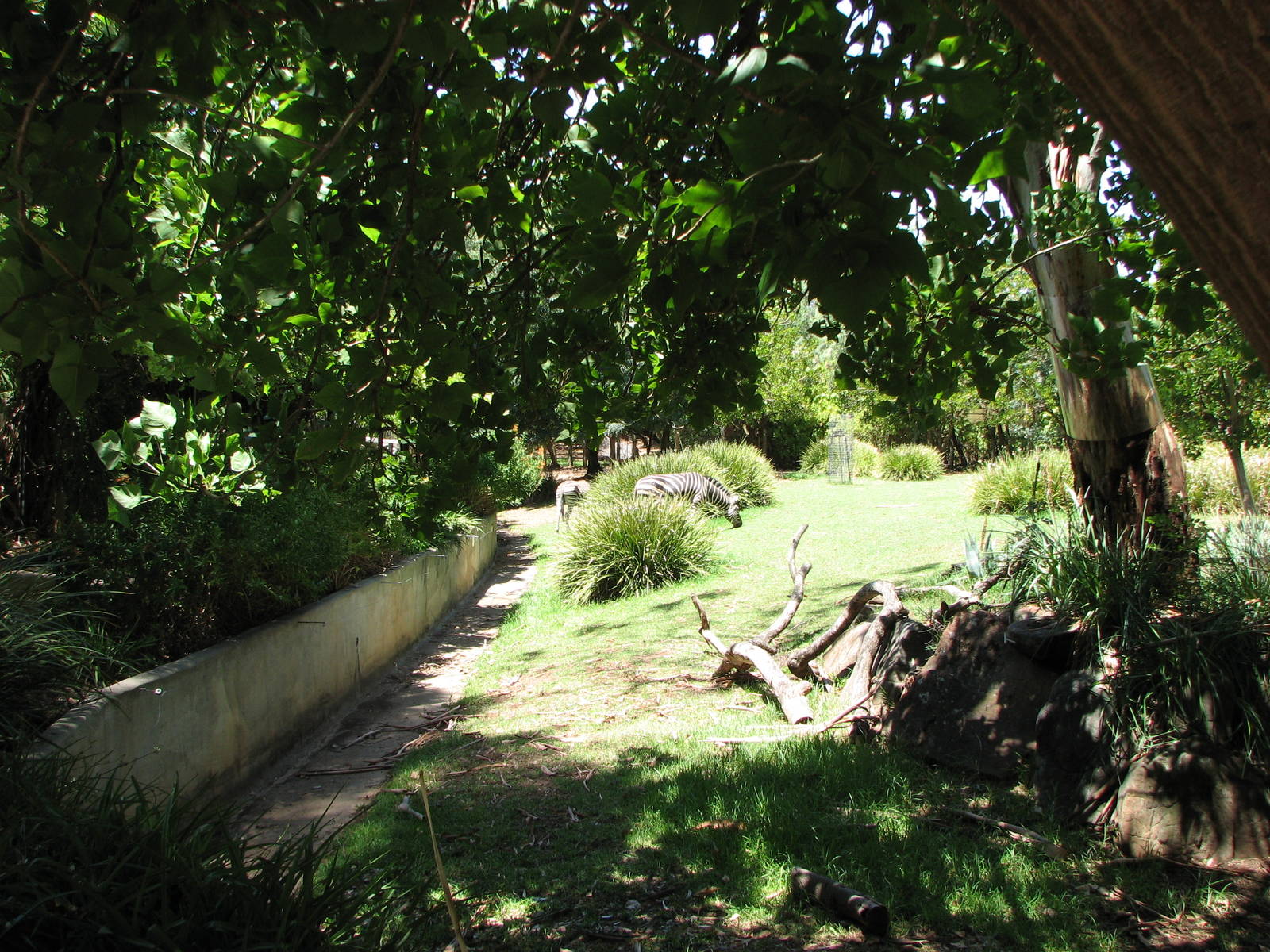 Adelaide Zoo 2008 - Side view into the Common Zebra exhibit