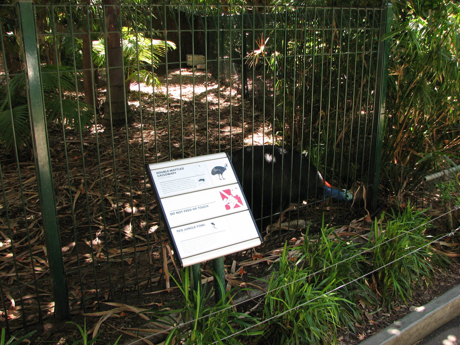 Adelaide Zoo 2008 - Southern Cassowary enclosure