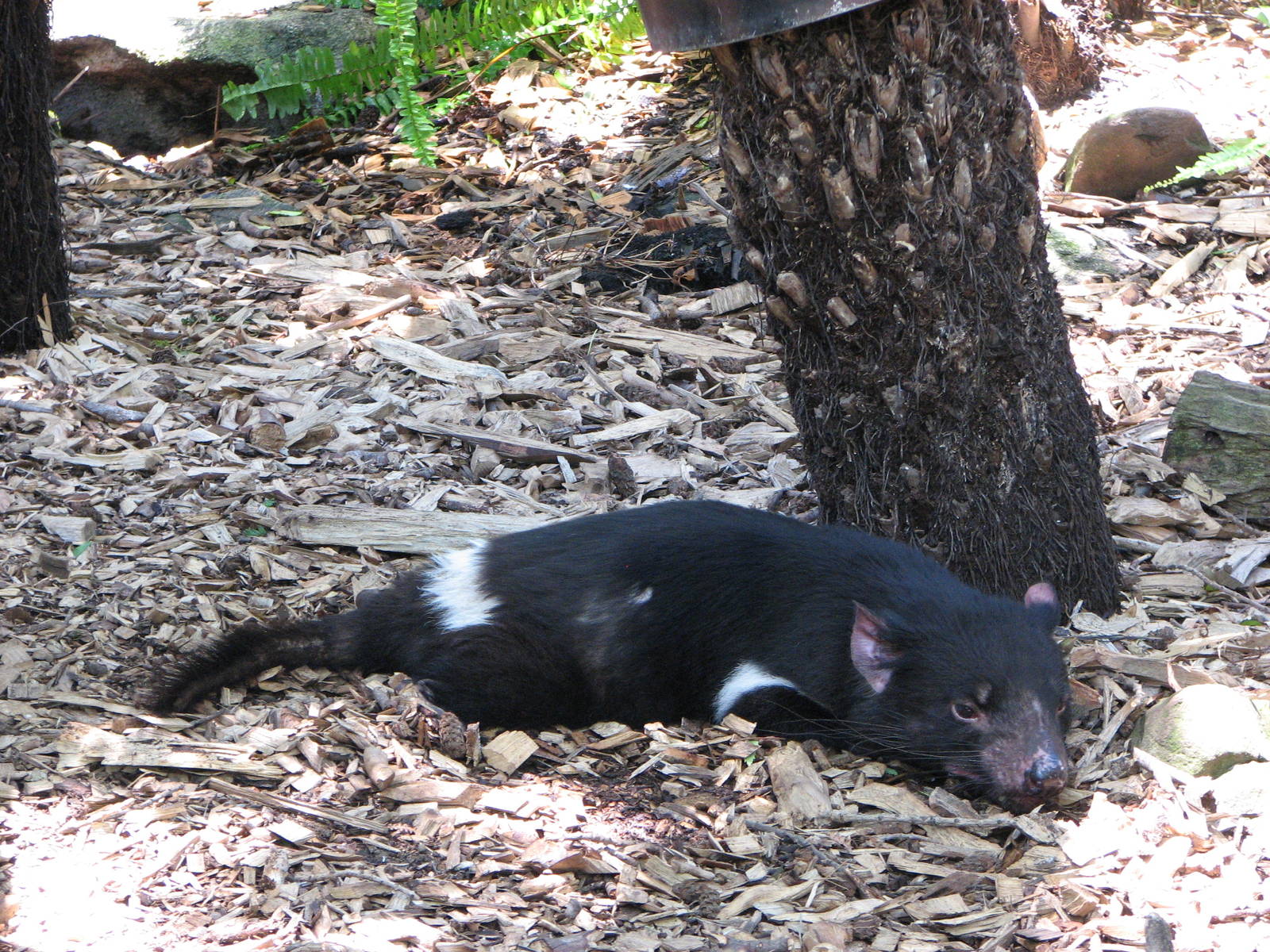 Adelaide Zoo 2008 - Tasmanian Devil