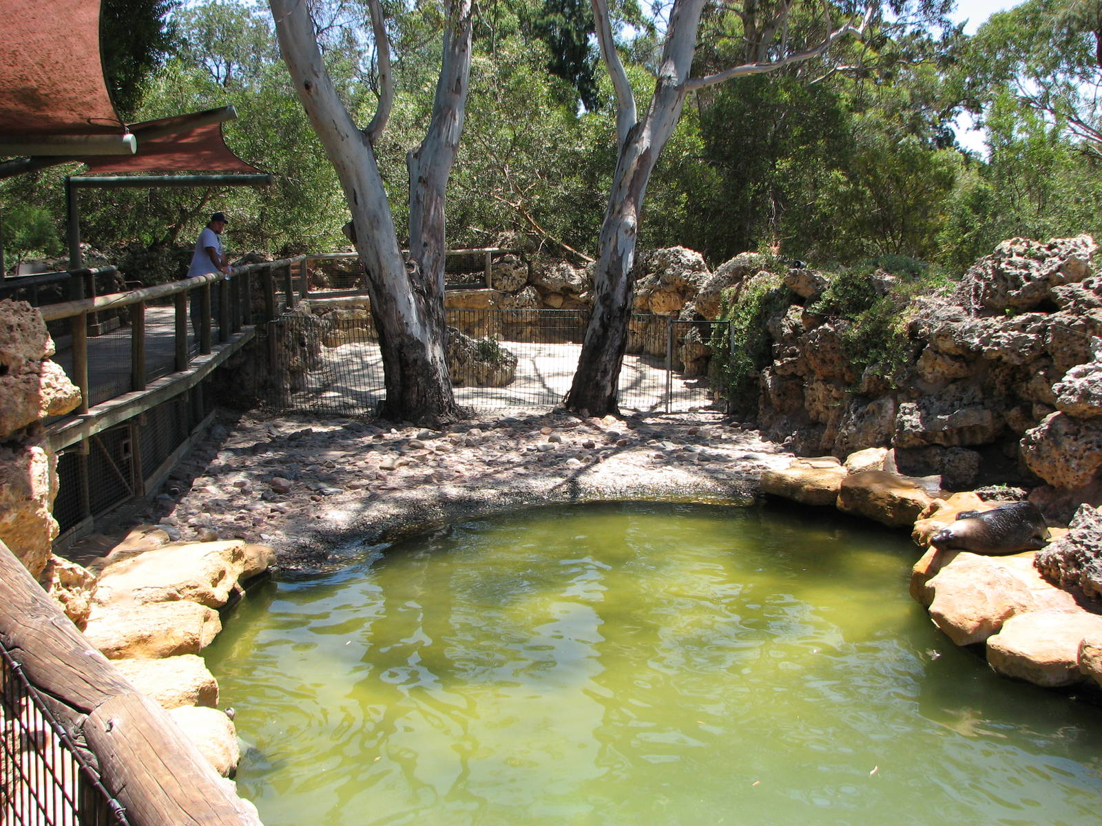 Adelaide Zoo 2008 - The other side of the Australian Sea Lion exhibit