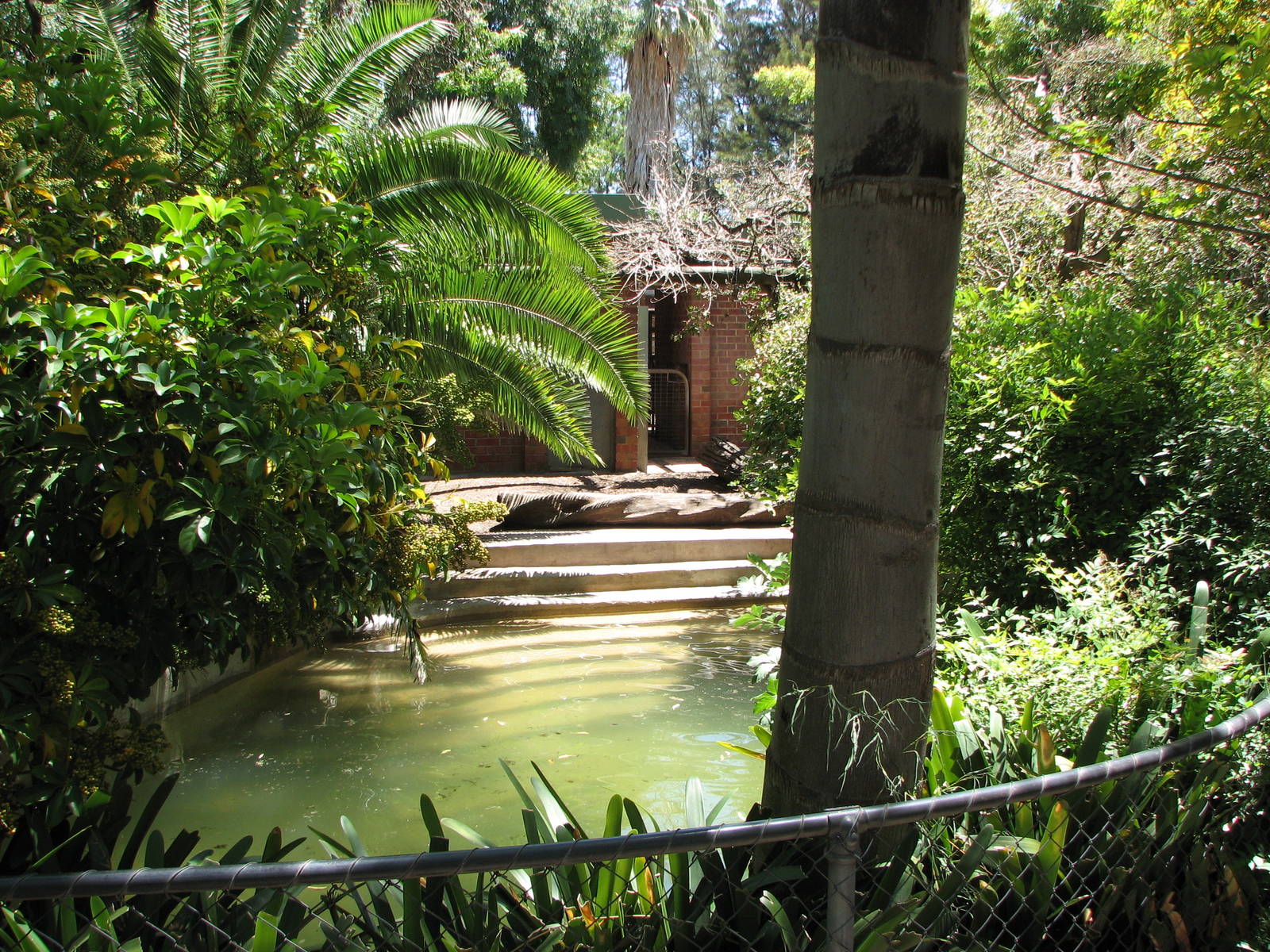 Adelaide Zoo 2008 - View into the Pygmy Hippopotamus exhibit