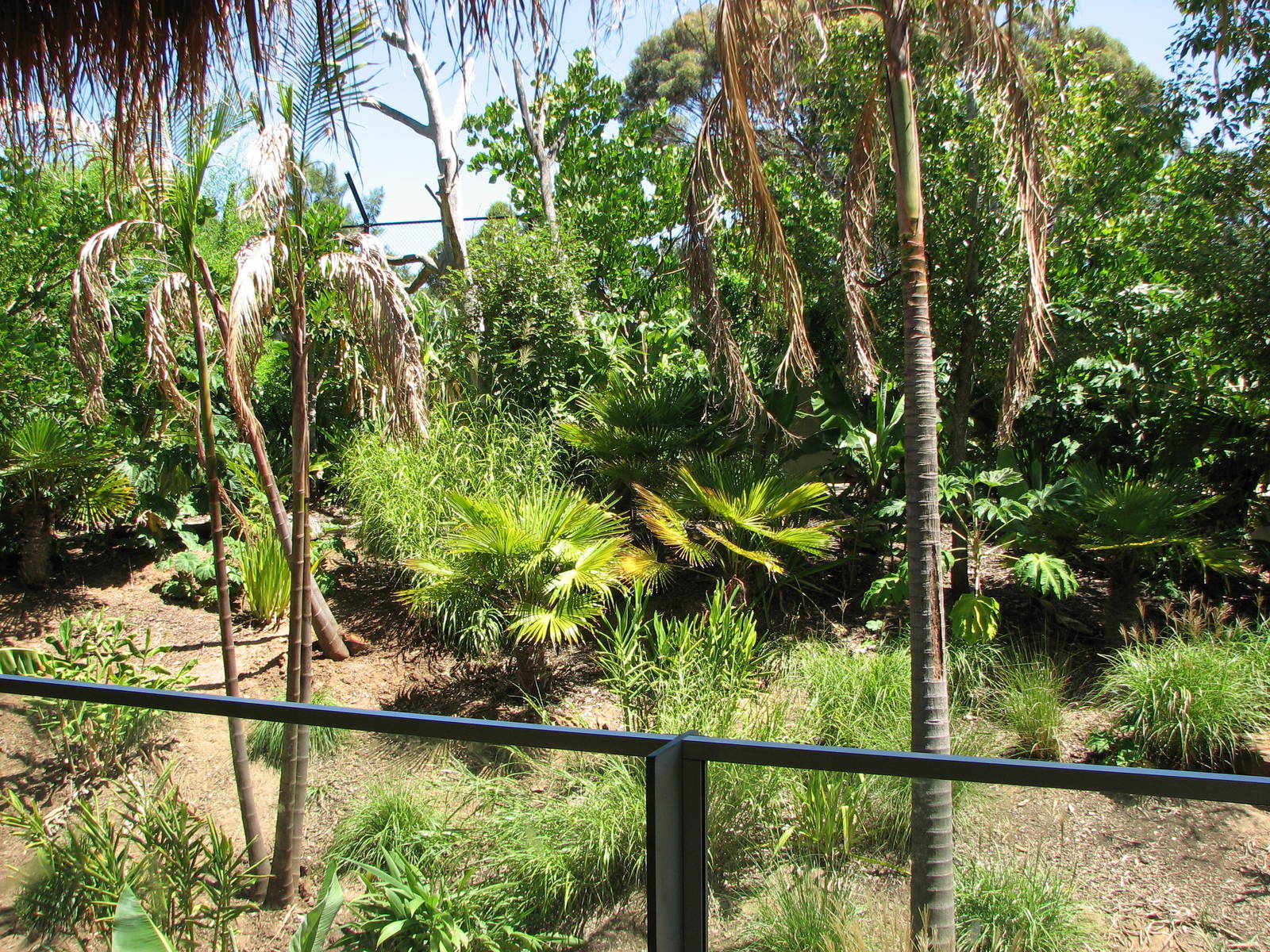 Adelaide Zoo 2008 - View into the Sumatran Tiger exhibit