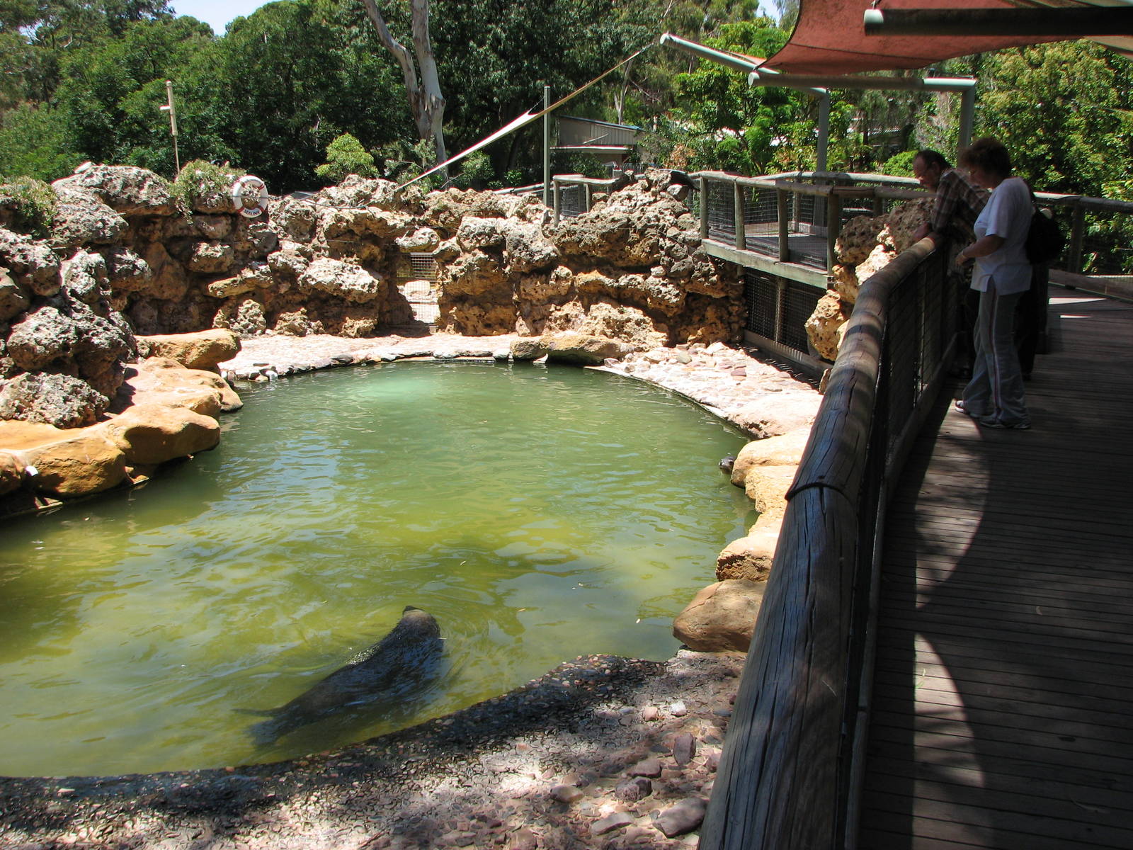 Adelaide Zoo 2008 - Visitors observe the Australian Sea Lions swimming