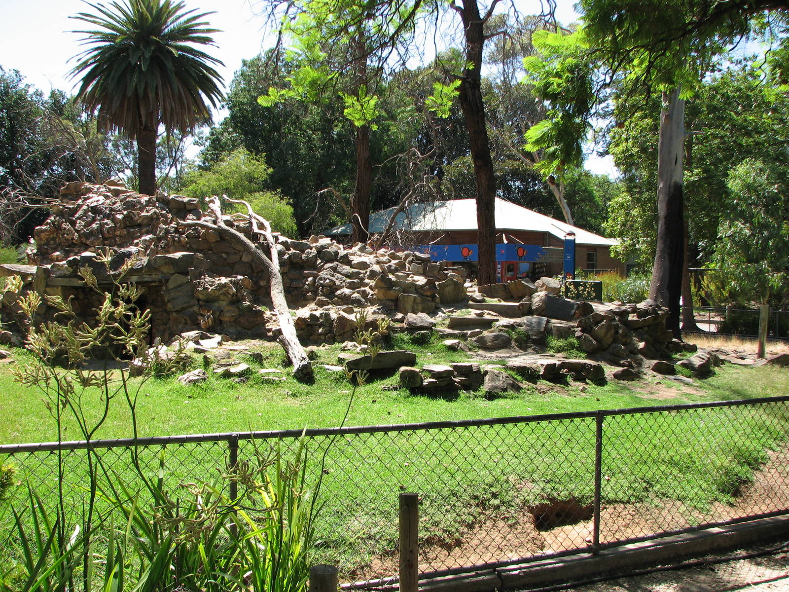 Adelaide Zoo 2008 - Yellow-footed Rock-wallaby exhibit