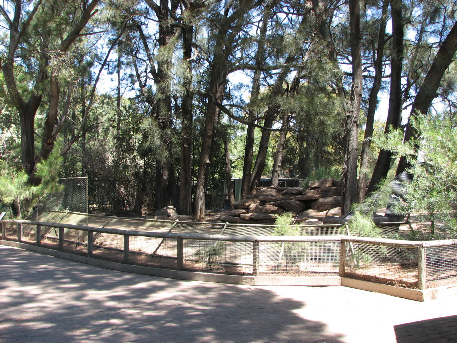 Adelaide Zoo 2008 - Yellow-footed Rock Wallaby exhibit