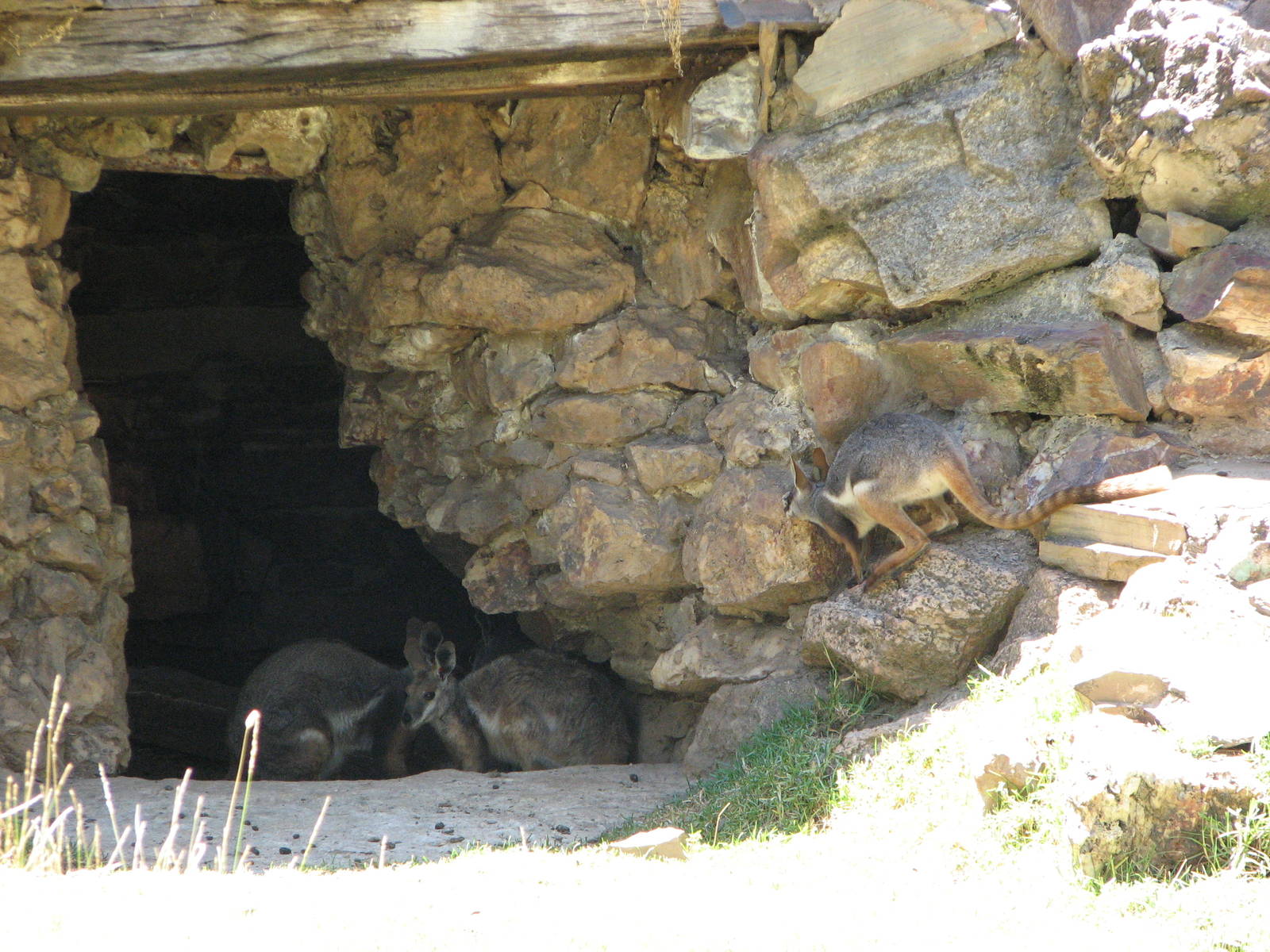 Adelaide Zoo 2008 - Yellow-footed Rock-wallaby