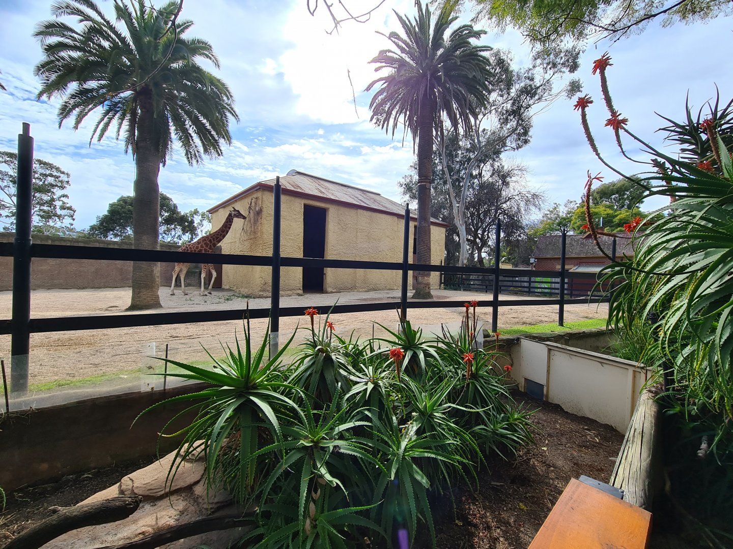 Adelaide Zoo Giraffe enclosure