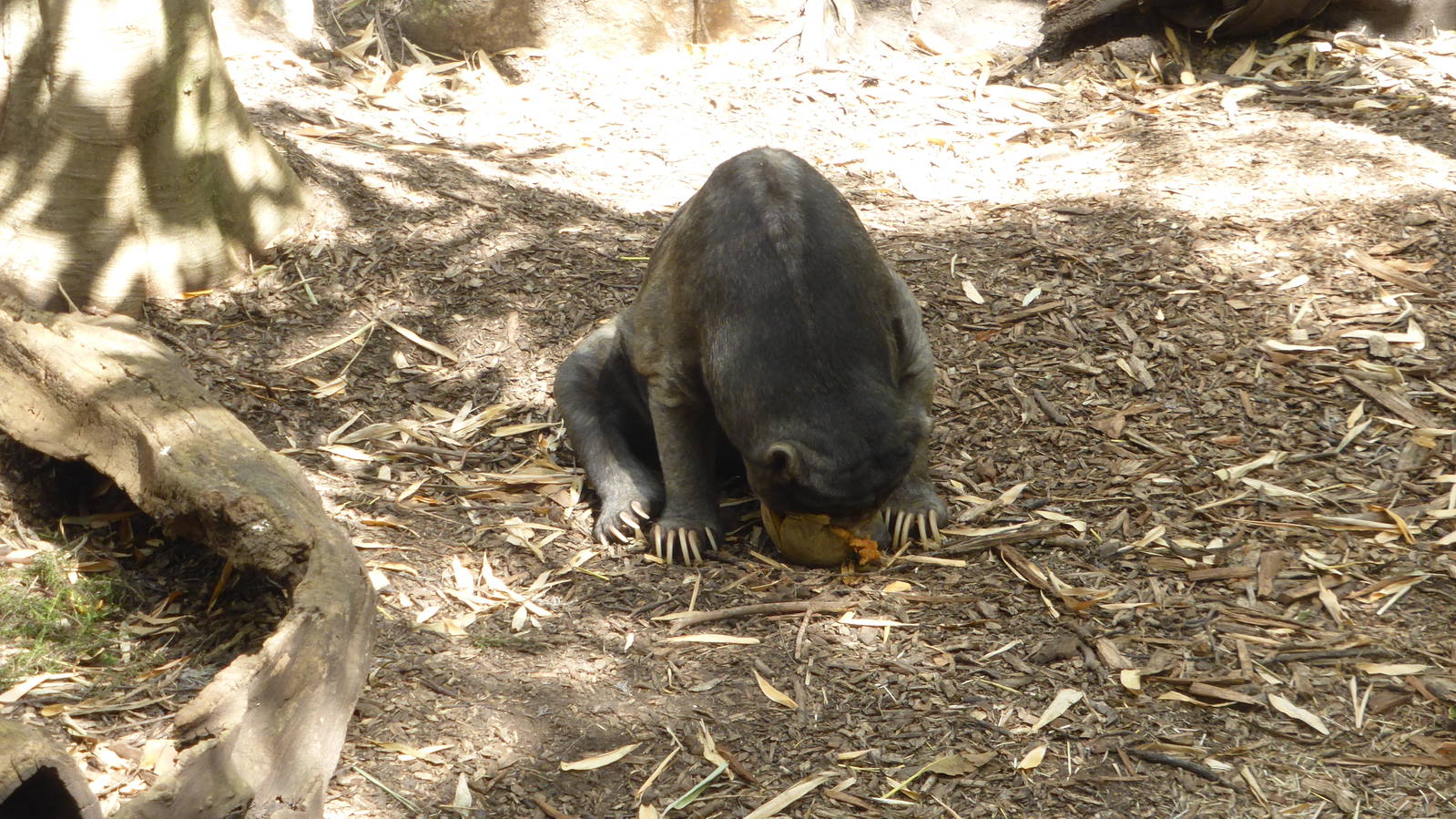 Adelaide's ageing sun bear