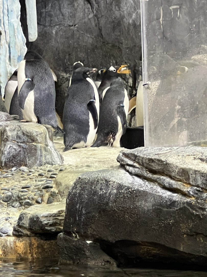 Adelie and Gentoo Penguins