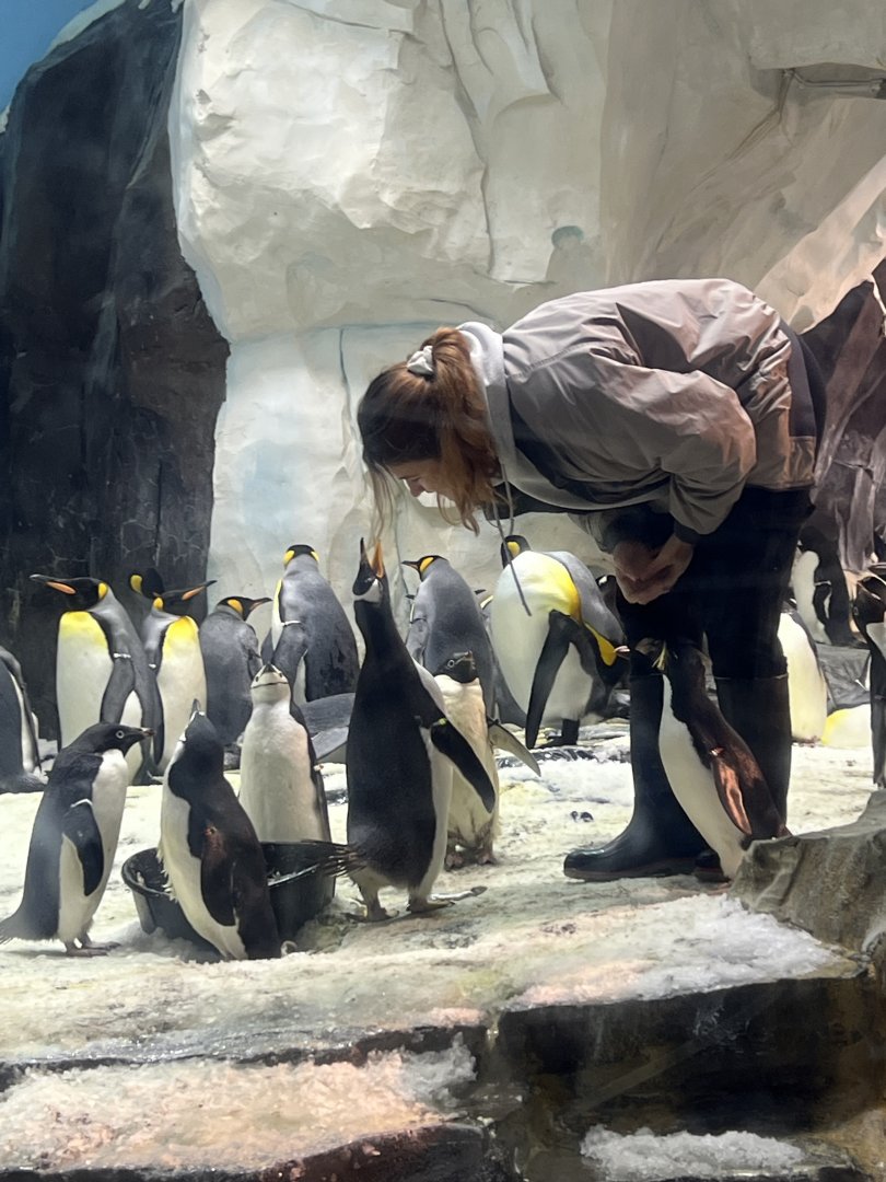 Adelie, Chinstrap, Gentoo, King, and Rockhopper Penguins