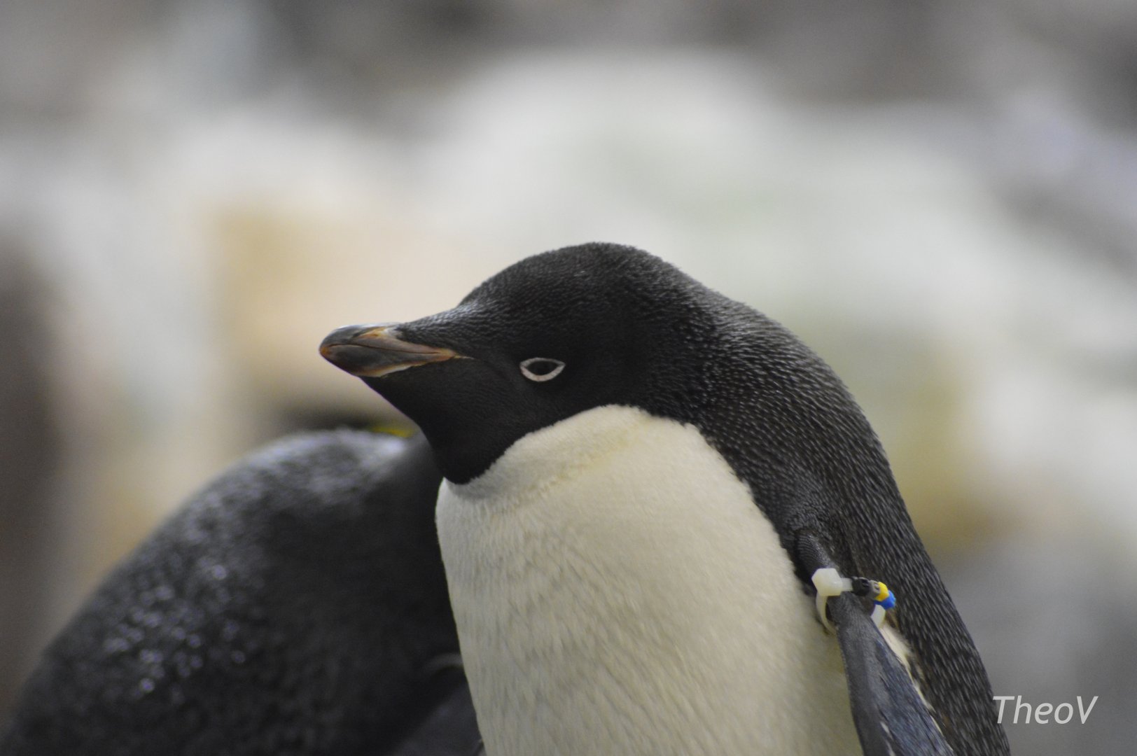 Adélie penguin [2017]