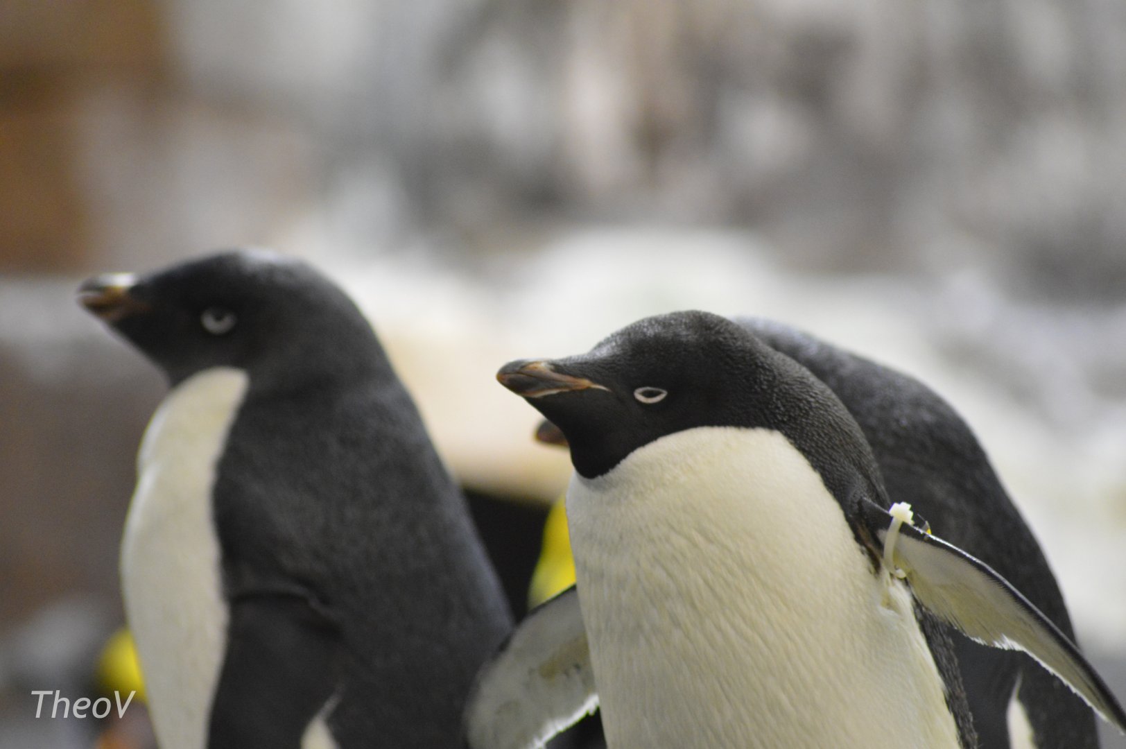 Adélie penguin [2017]