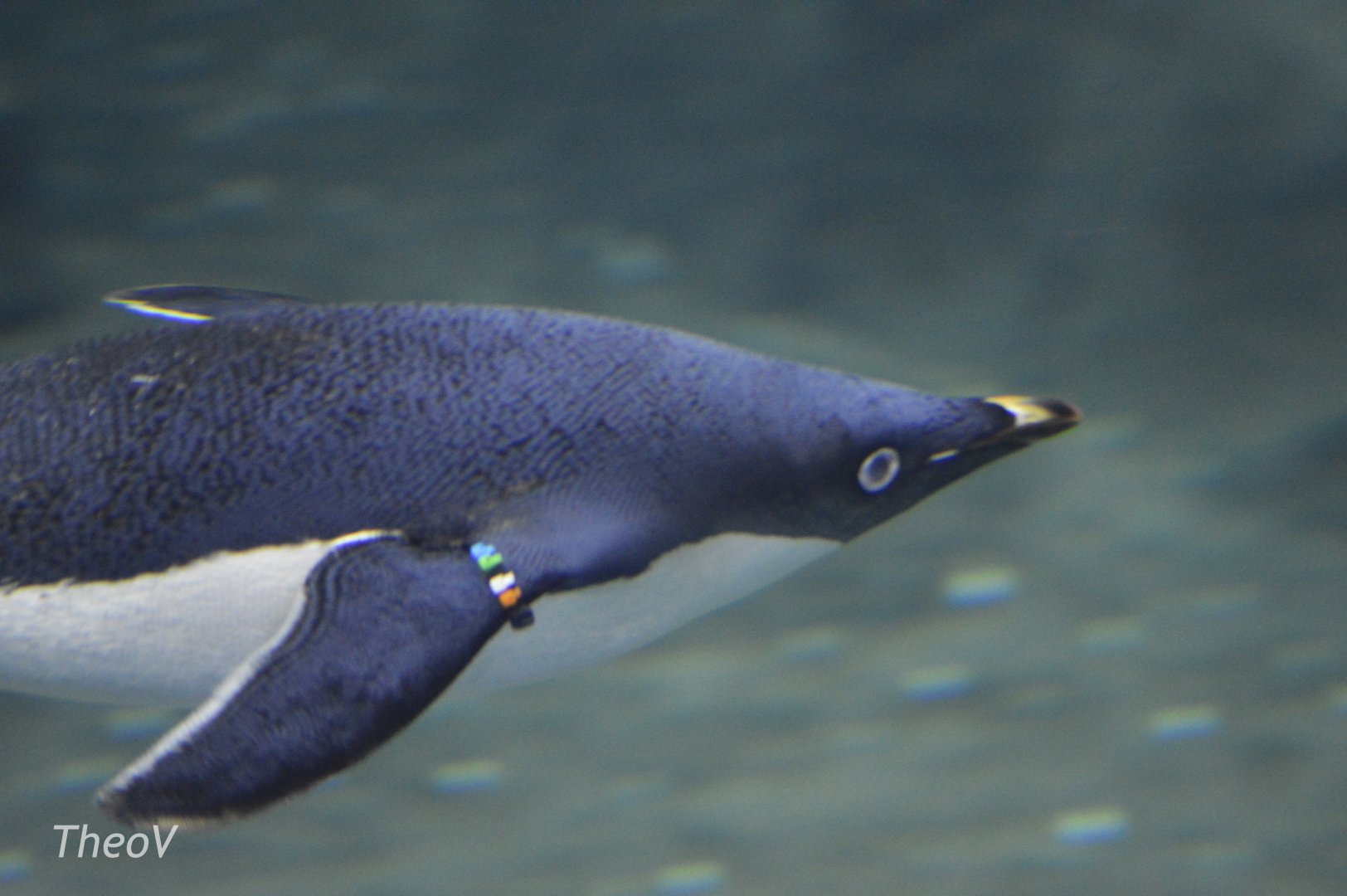 Adélie penguin [2017]