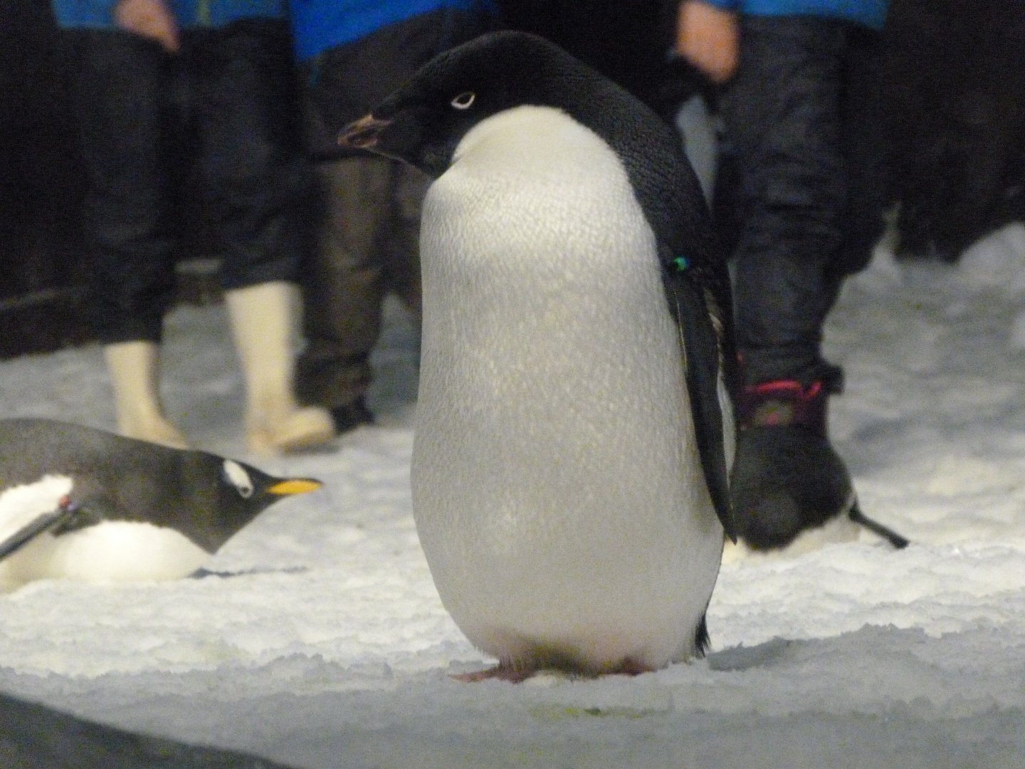 Adelie penguin -Faunia (2025)