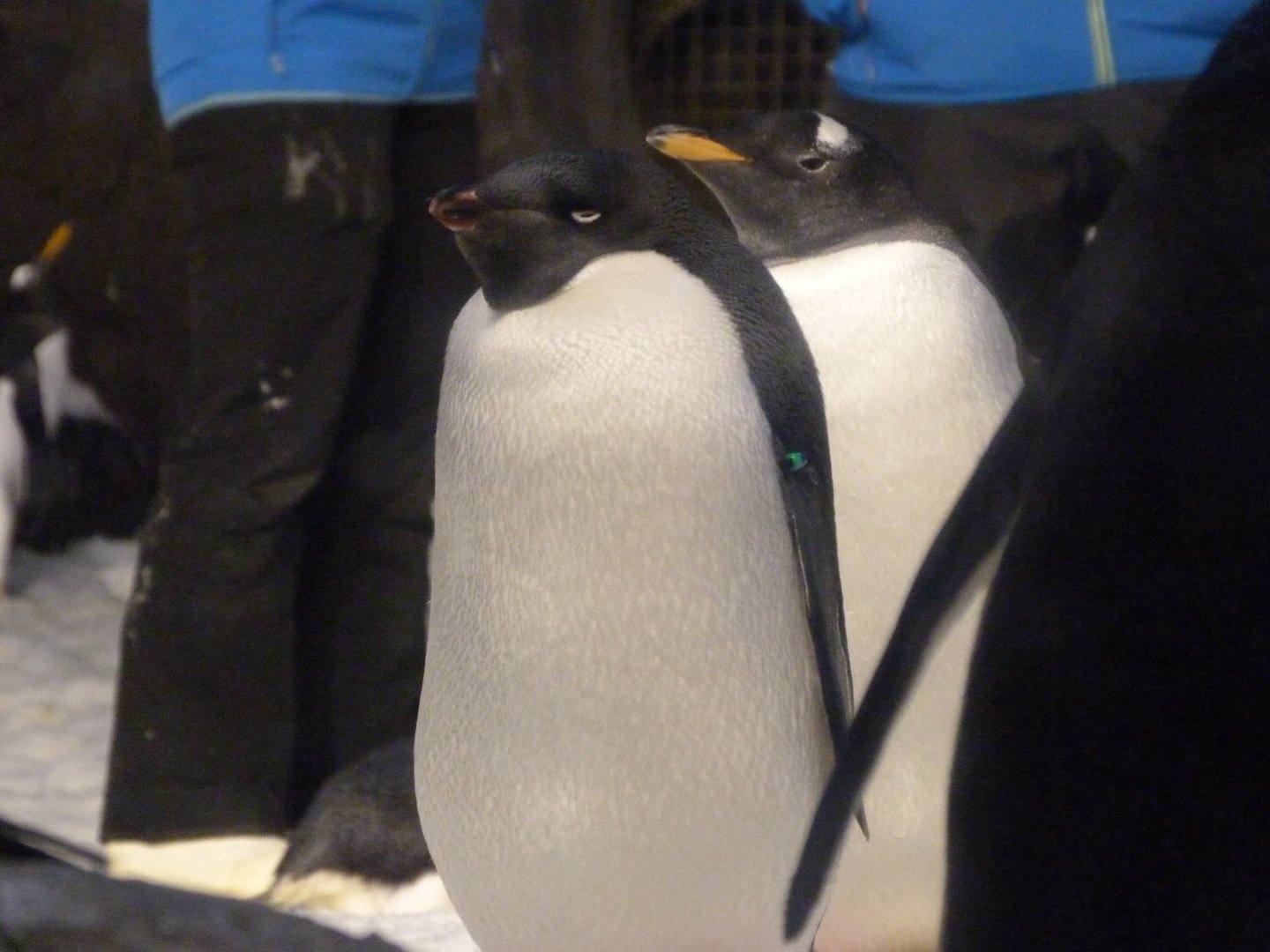 Adelie penguin -Faunia (2025)