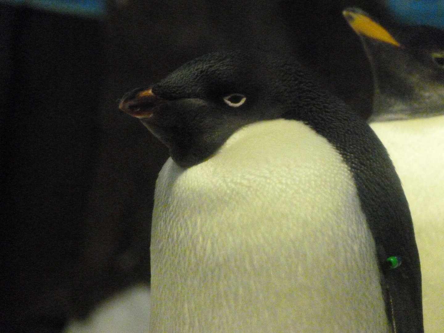 Adelie penguin -Faunia (2025)