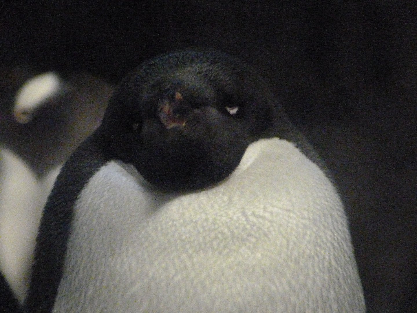 Adelie penguin -Faunia (2025)