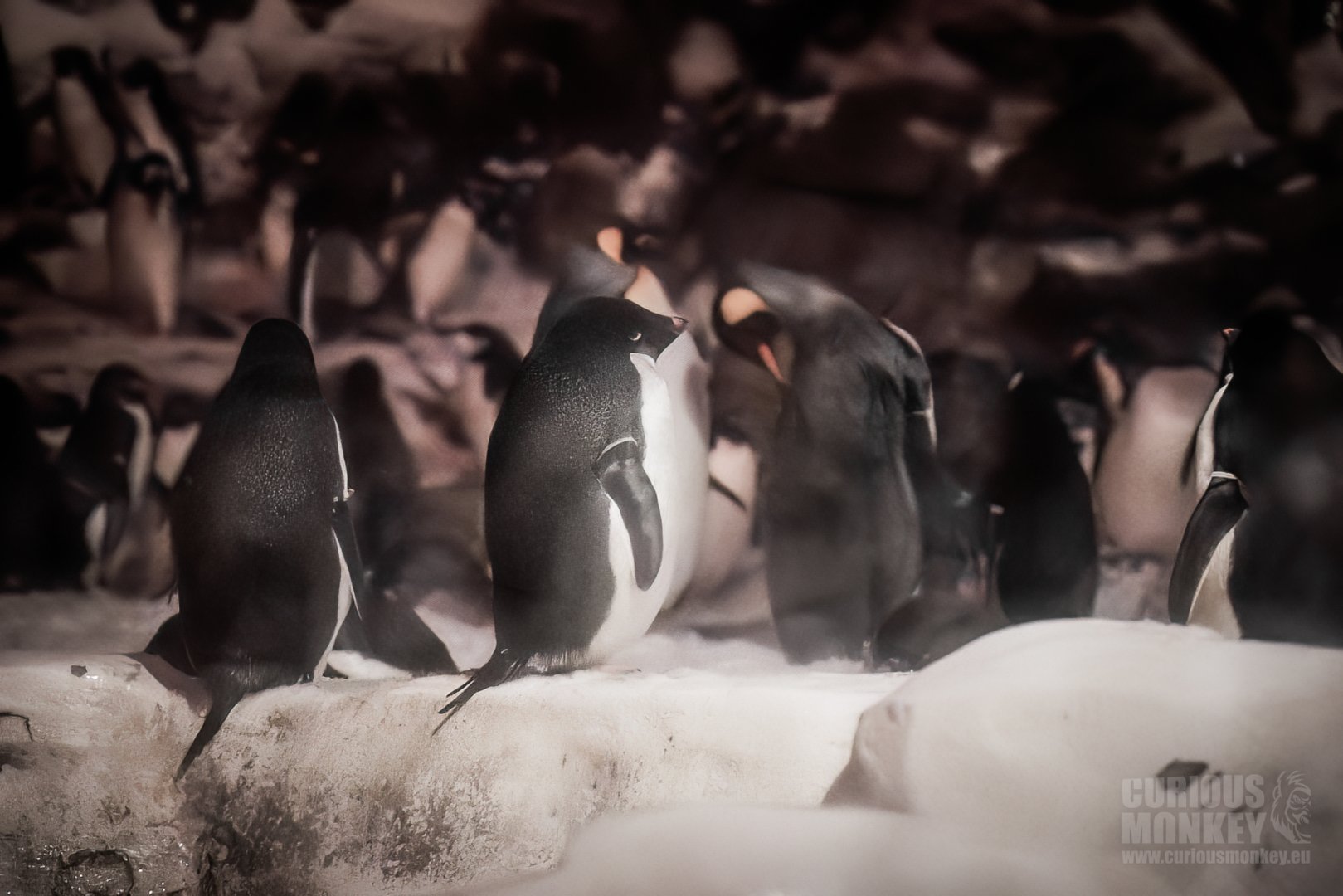 Adelie Penguin (pygoscelis adeliae) 06/22