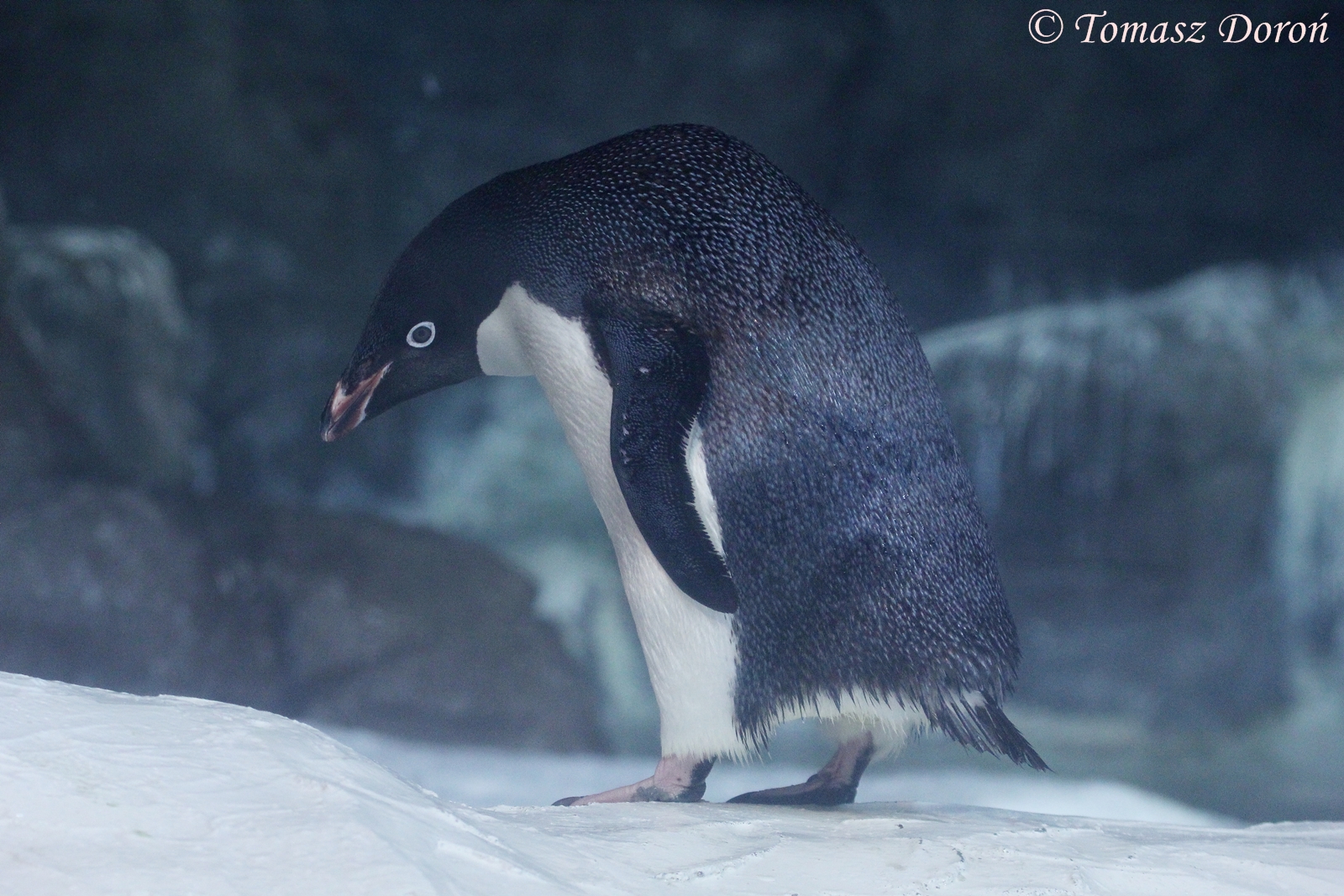 Adelie Penguin (Pygoscelis adeliae), August 2016