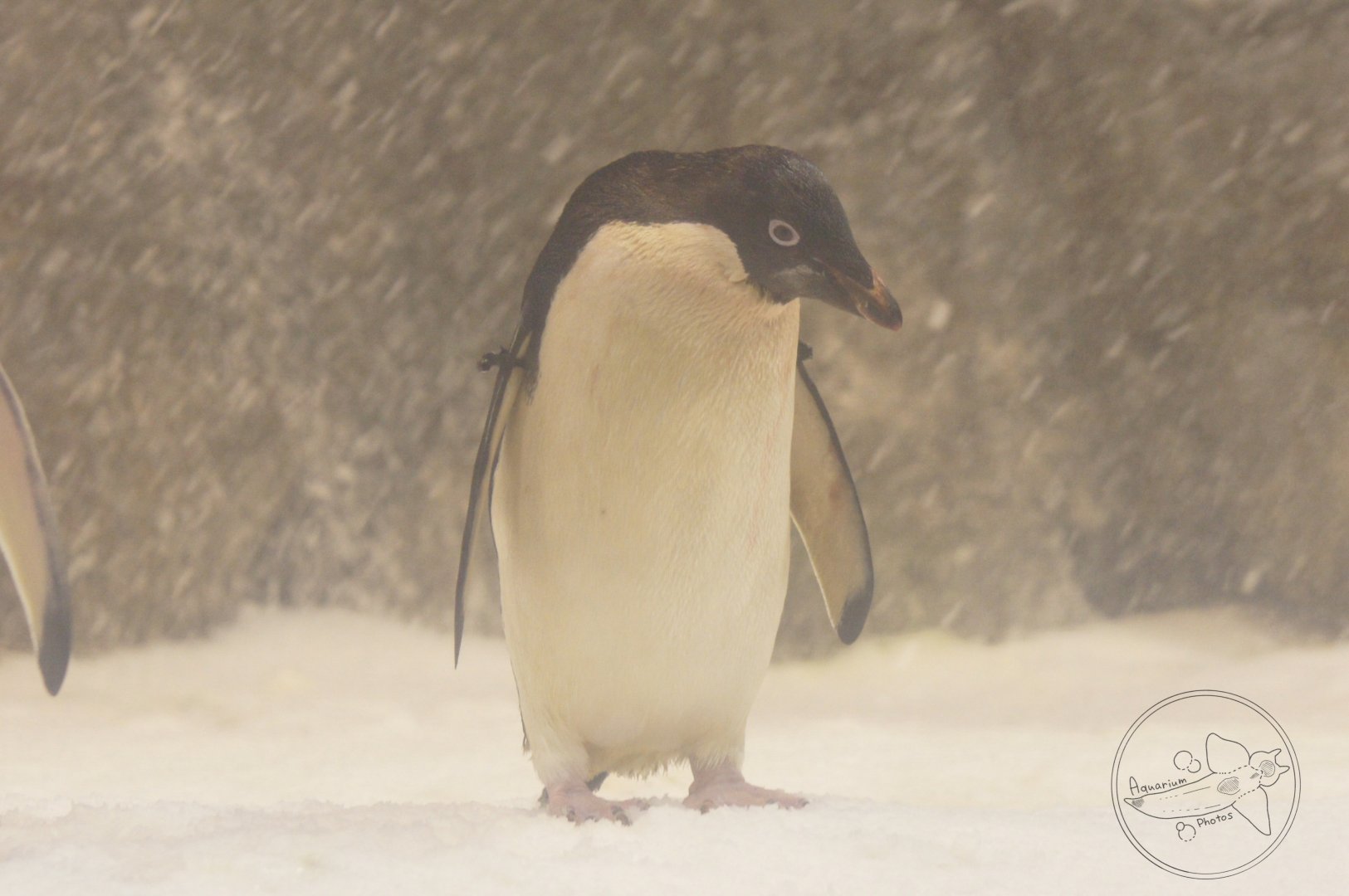 Adélie Penguin (Pygoscelis adeliae)