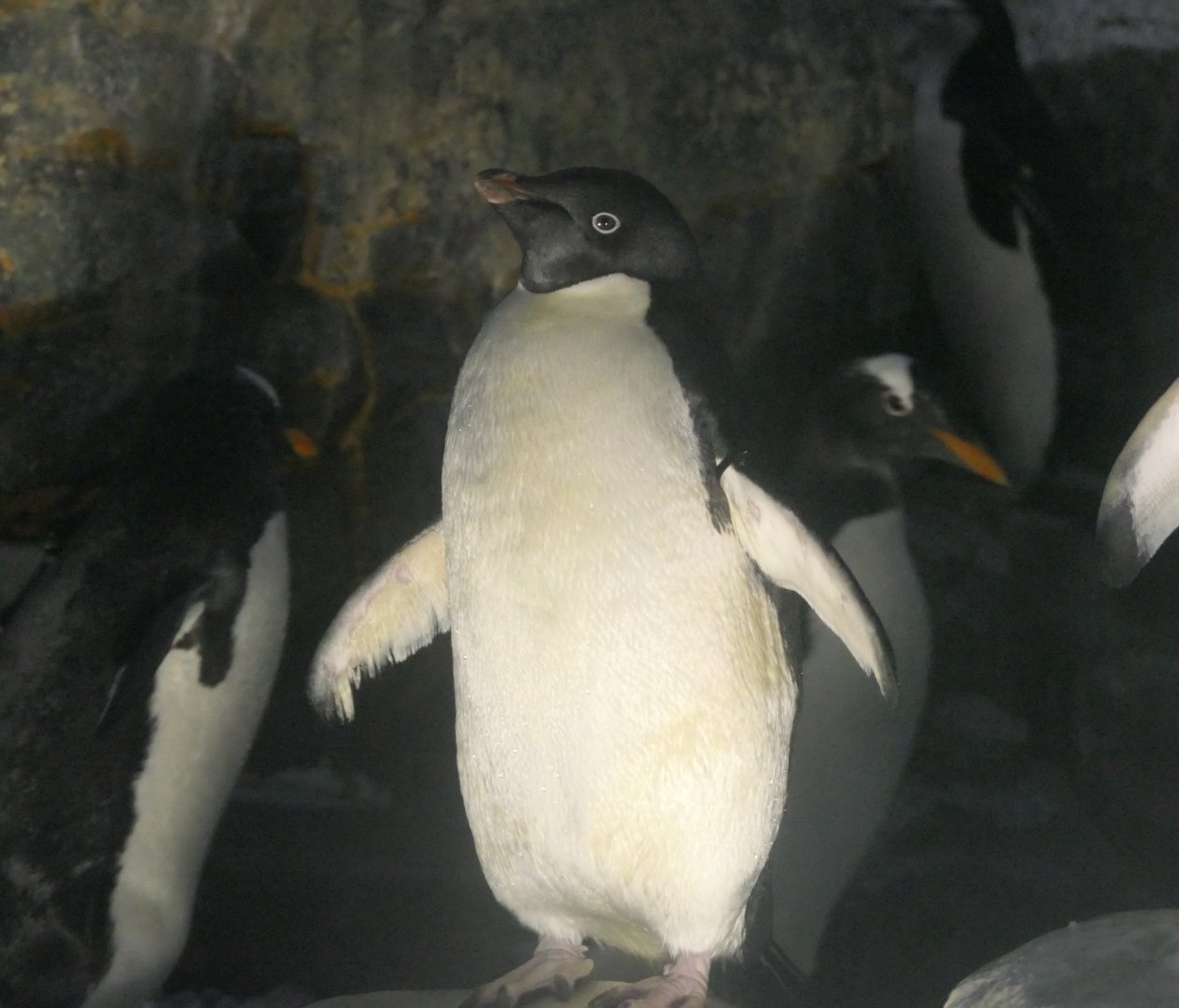 Adélie Penguin (Pygoscelis adeliae)