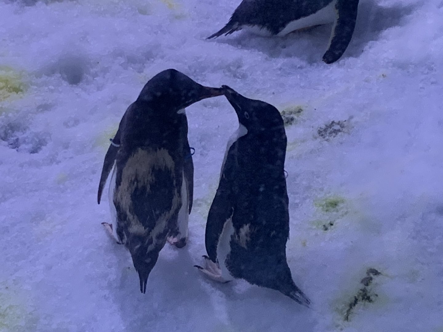 Adélie penguin (Pygoscelis adeliae)