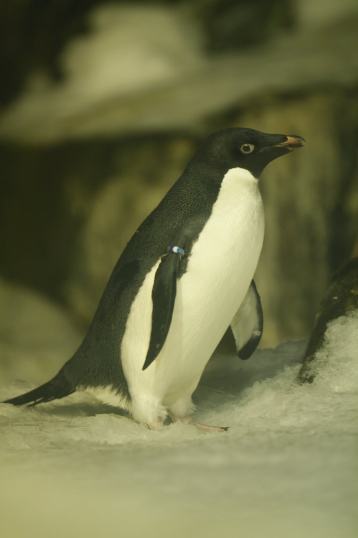 Adélie penguin