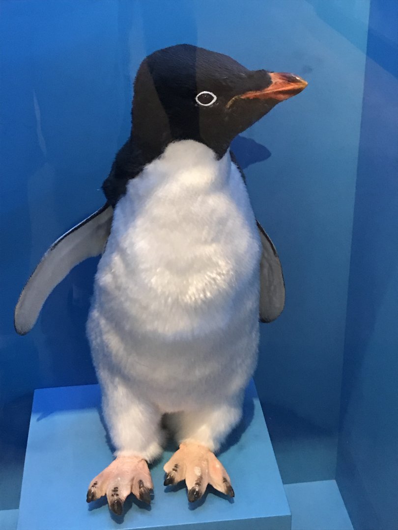Adélie Penguin