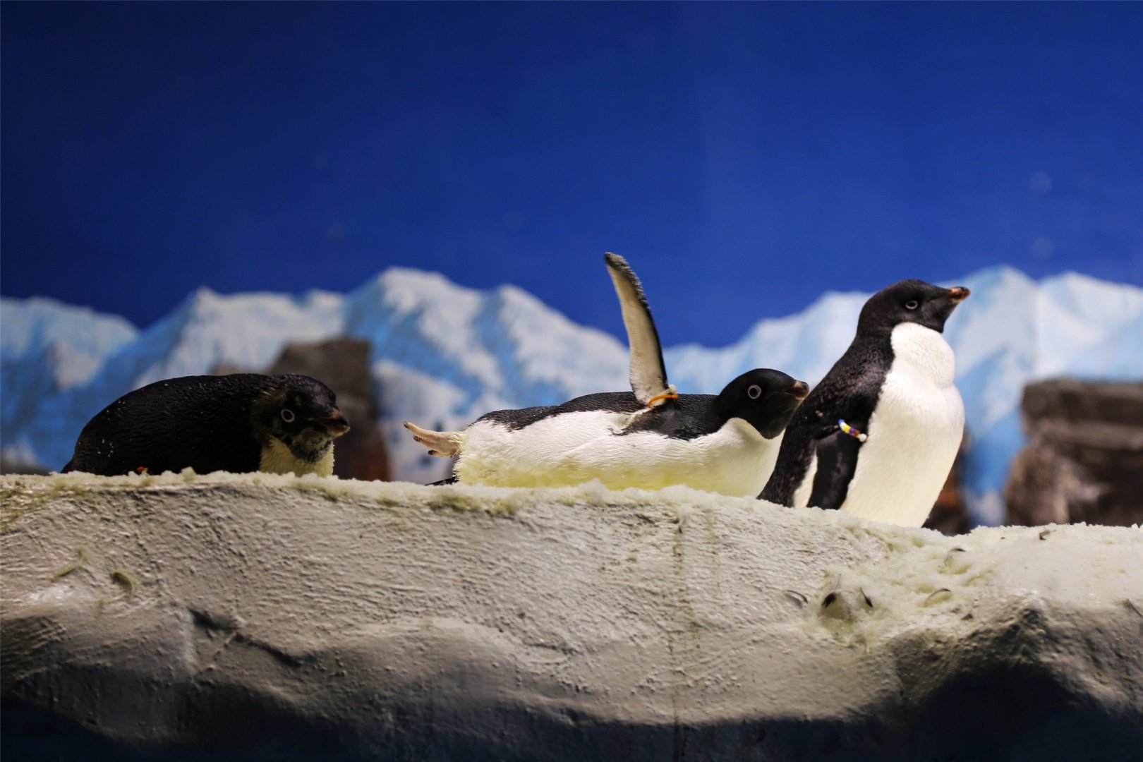 Adélie Penguin