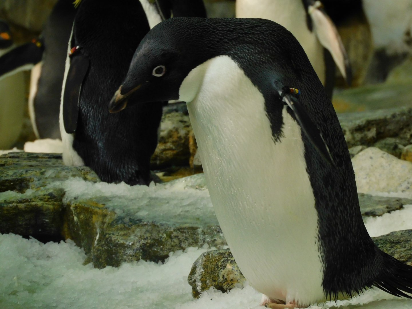 adelie penguin