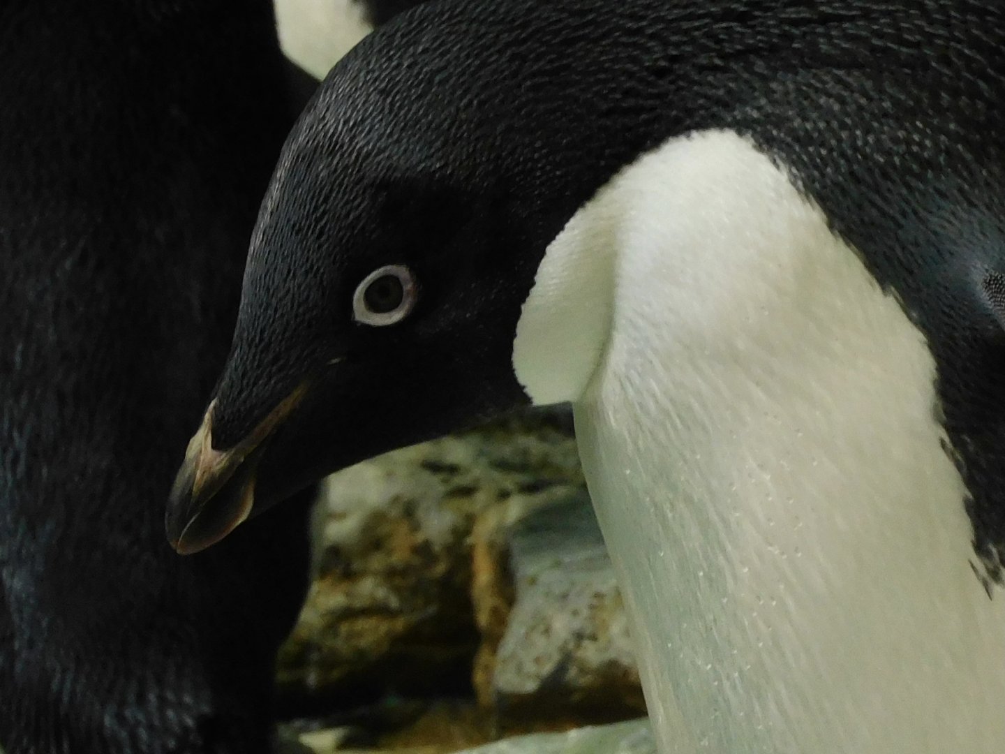 adelie penguin