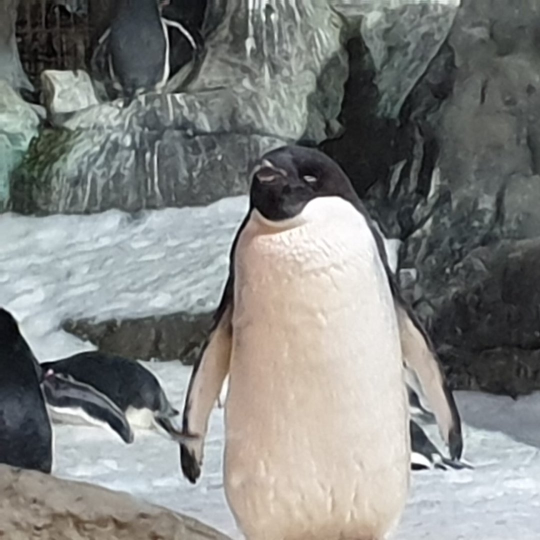 Adélie Penguin