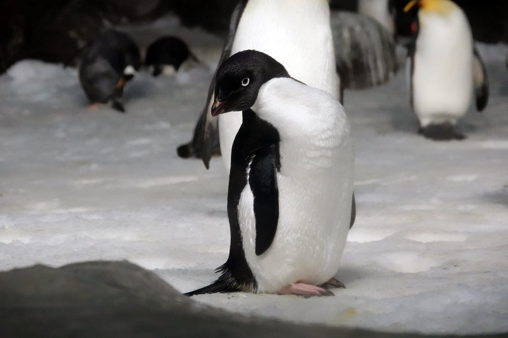 Adélie penguin
