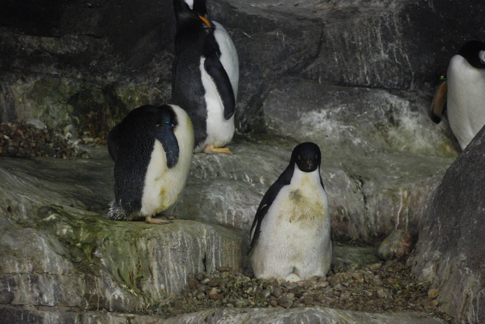 Adelie Penguins at Faunia, 27/05/11
