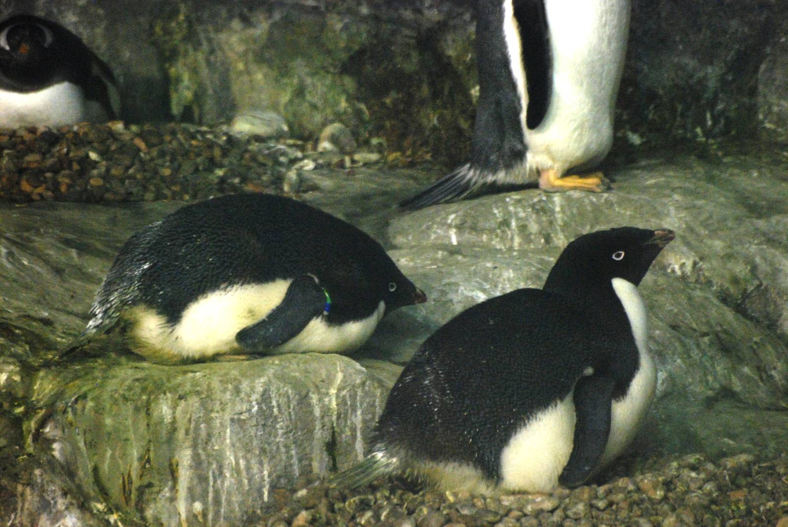 Adelie Penguins at Faunia, 27/05/11