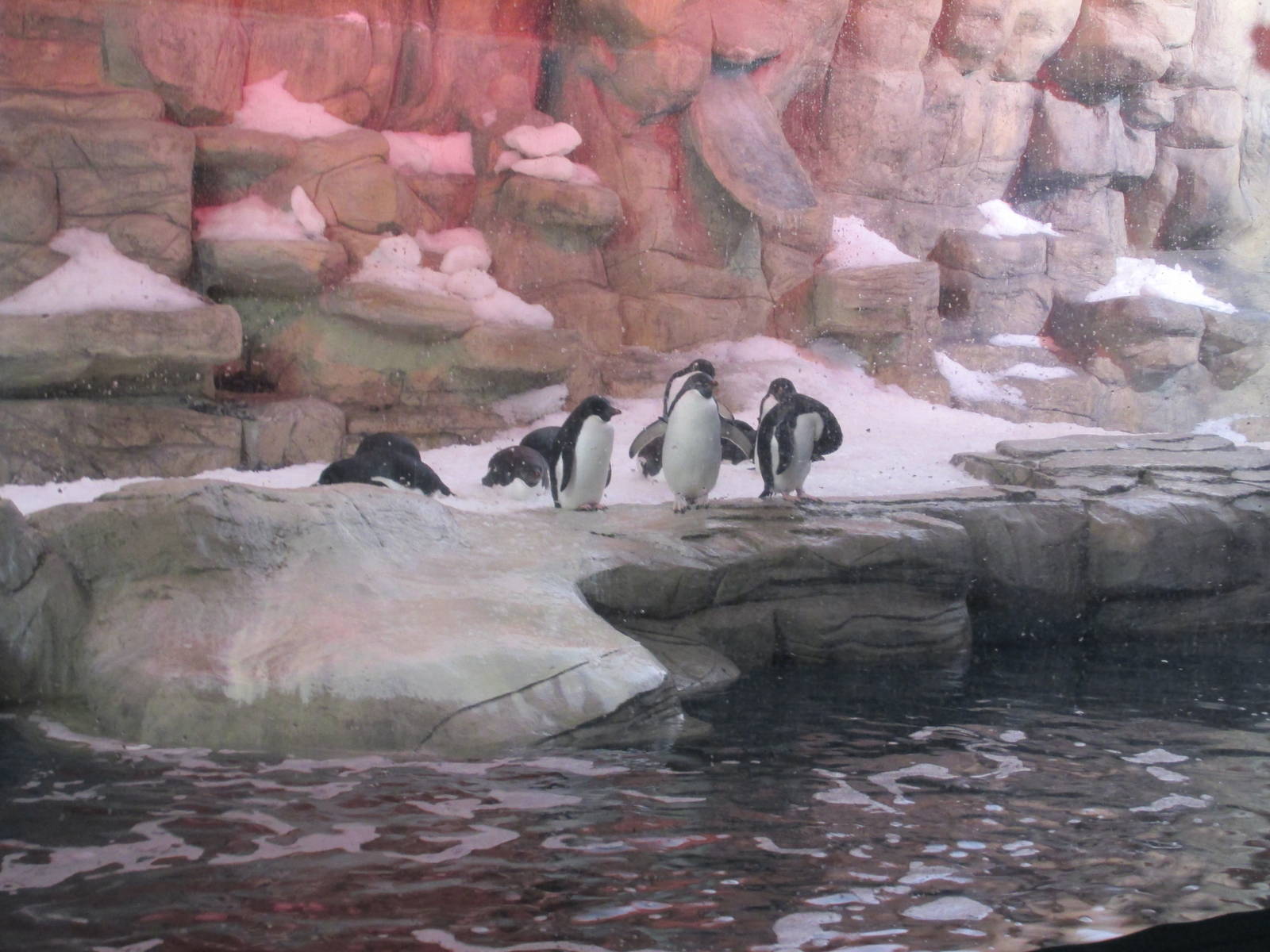 Adelie Penguins Guadalajara Zoo