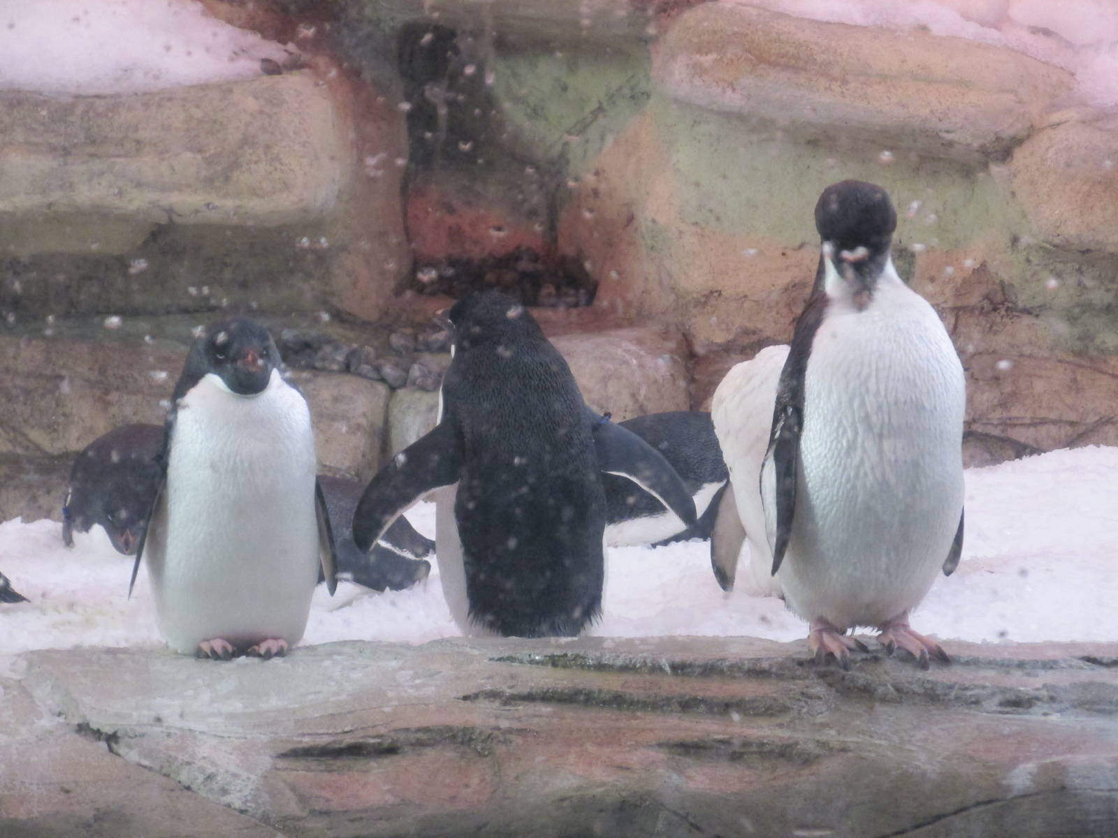 Adelie Penguins Guadalajara Zoo