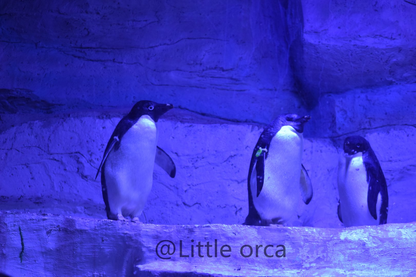 Adélie penguins（Pygoscelis adeliae）
