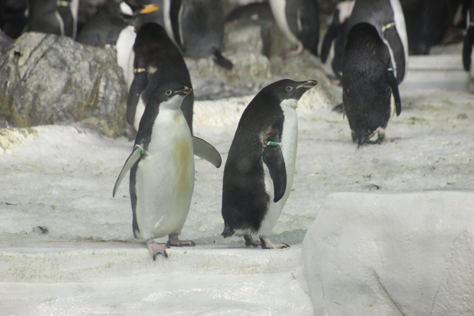 Adélie Penguins