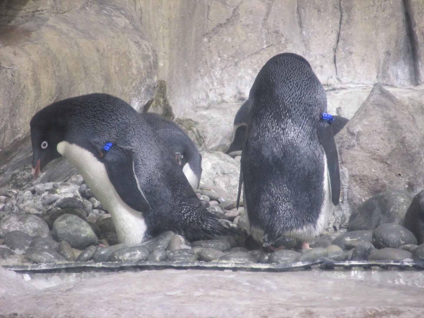 Adelie Penguins