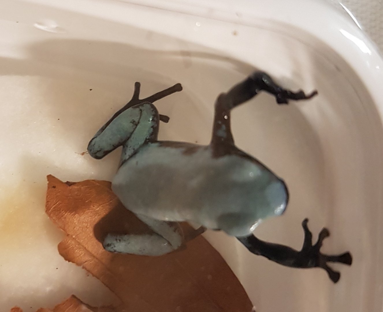 Adelphobates galactonotus