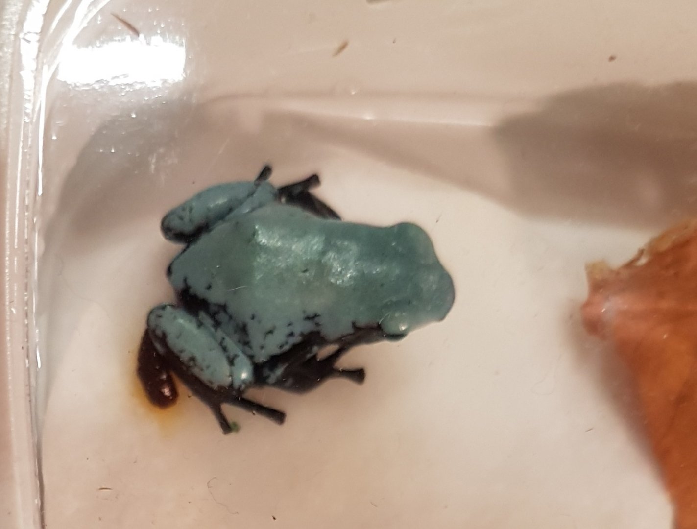 Adelphobates galactonotus