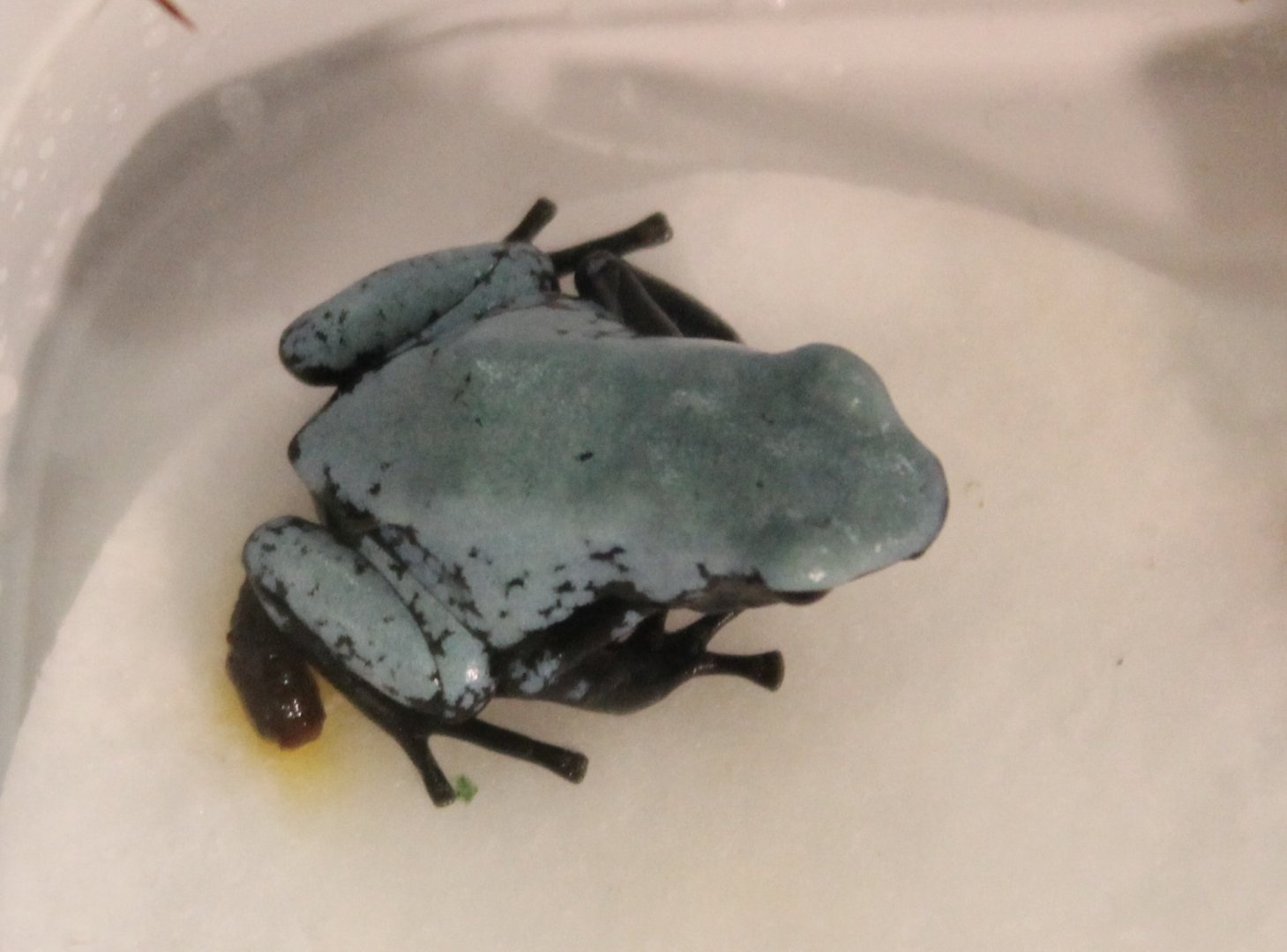 Adelphobates galactonotus