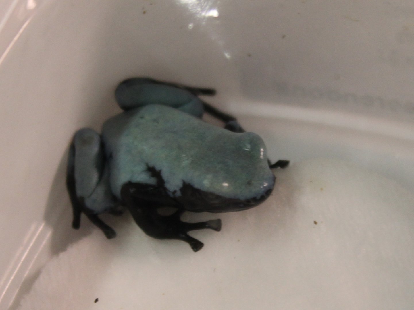 Adelphobates galactonotus