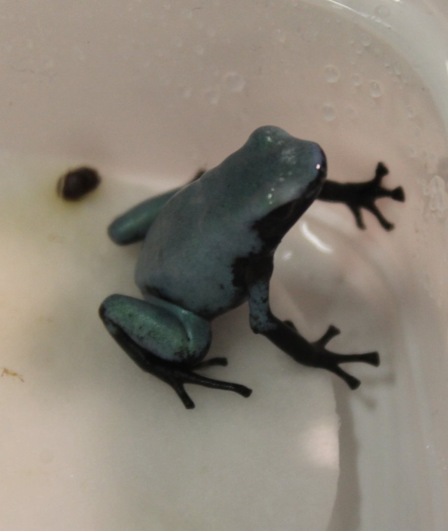 Adelphobates galactonotus